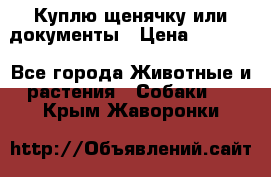 Куплю щенячку или документы › Цена ­ 3 000 - Все города Животные и растения » Собаки   . Крым,Жаворонки